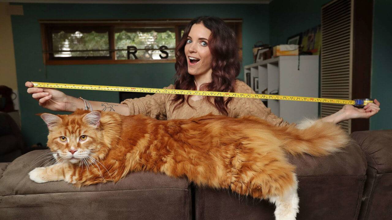 Самые большие кошки в мире: домашние породы топ 20