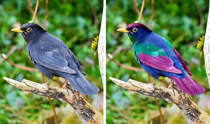 Как видят попугаи волнистые - восприятие цвет и форм.