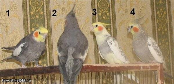 Как правильно определить пол попугая корелла
