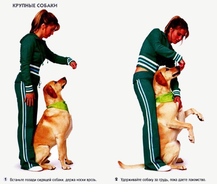 Как научить собаку команде "дай лапу": 8 шагов