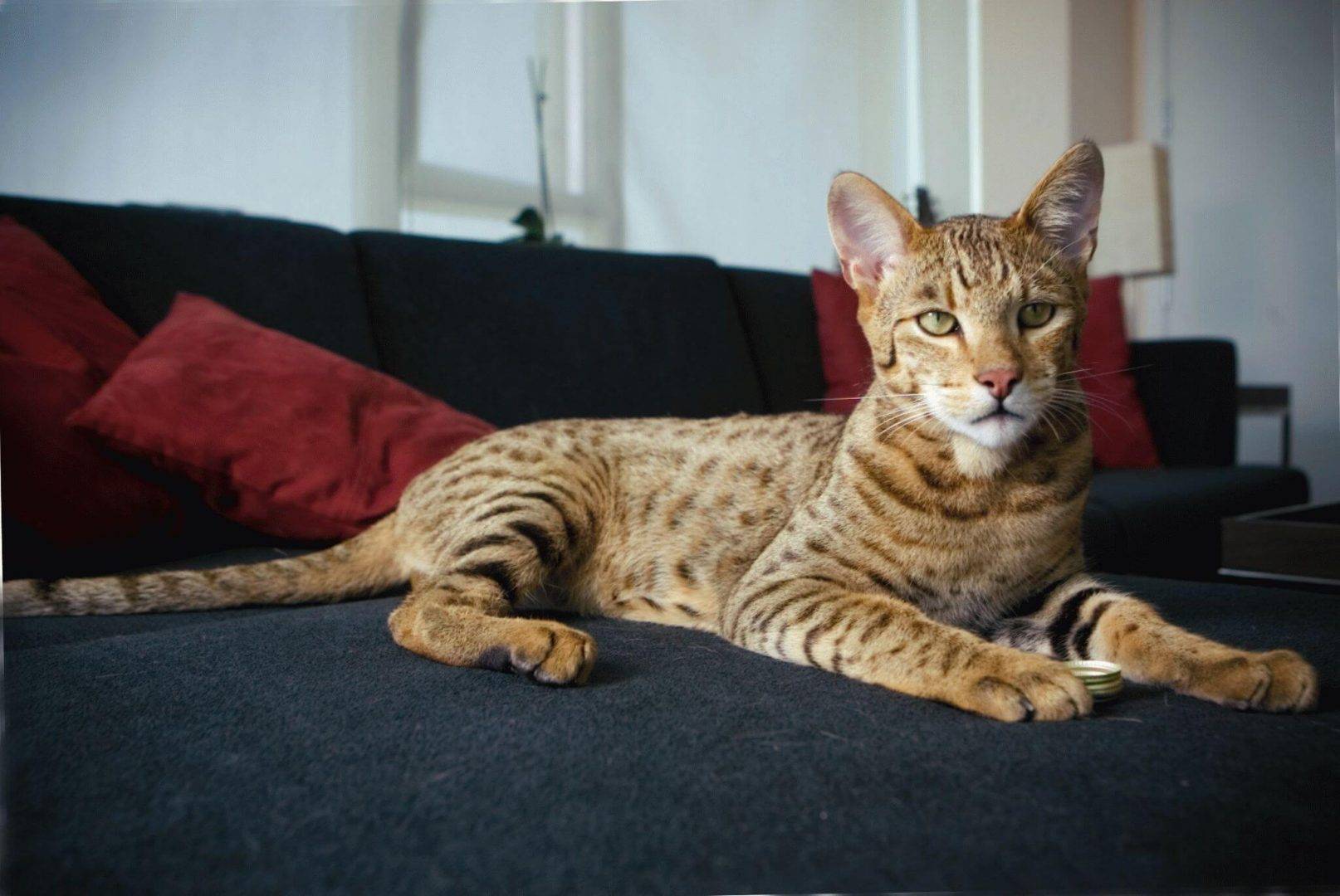 Кошка саванна - гибрид сервала: особенности породы, фото котёнка и взрослого кота, уход за питомцем и его содержание