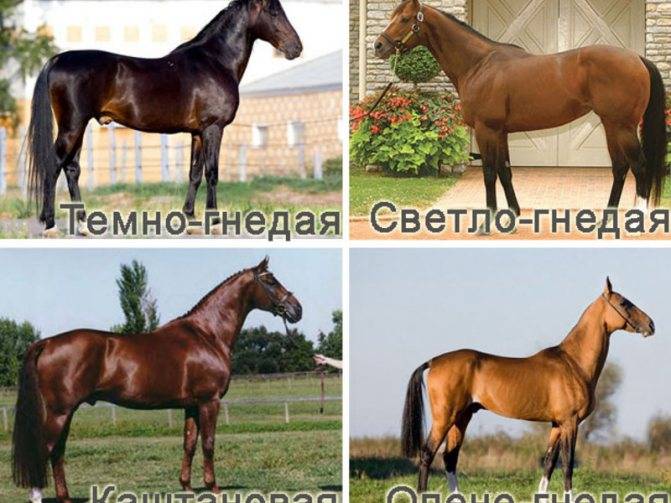 Рысистые породы лошадей описание | конный портал