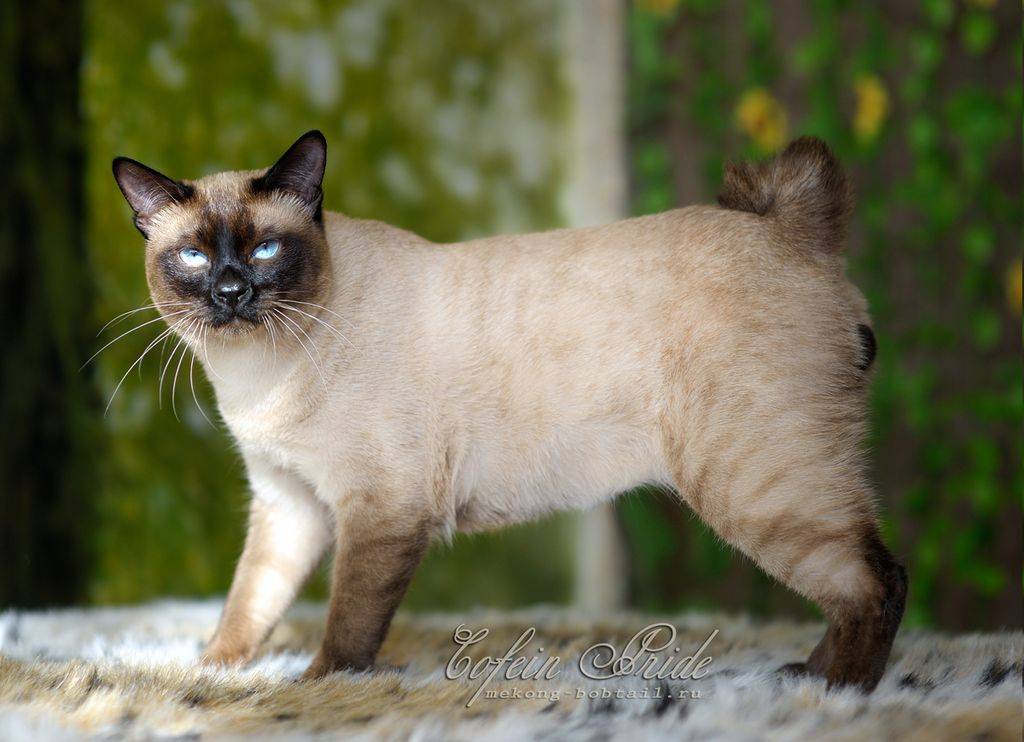 Бобтейл тайский – кот или собака? описание породы +видео и фото