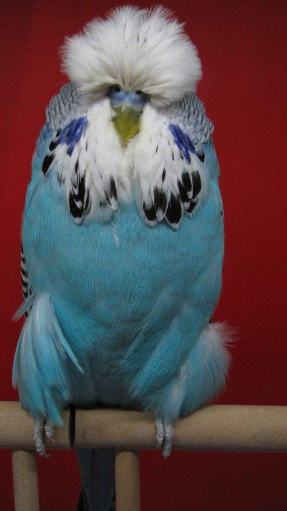 Попугай чех (выставочные волнистые попугаи)
