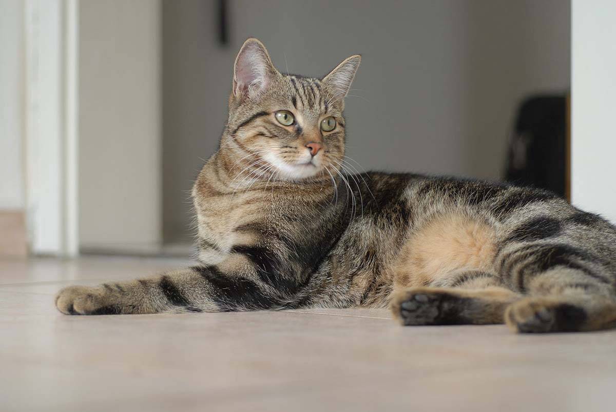 Европейская короткошерстная кошка (кельтская): описание породы, фото, стандарты, характер