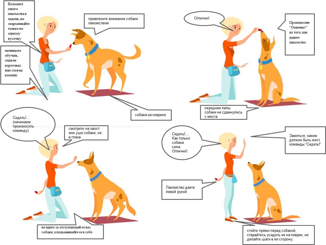 Как научить собаку команде голос: как правильно обучить щенка и взрослую собаку лаять по требованию