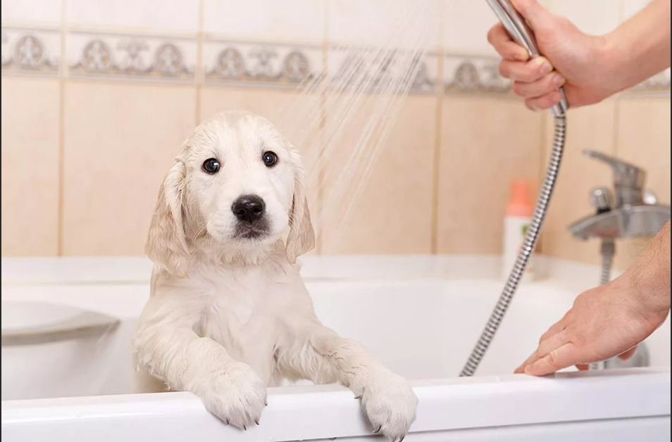С какой периодичностью нужно мыть собаку? ответ на вопрос