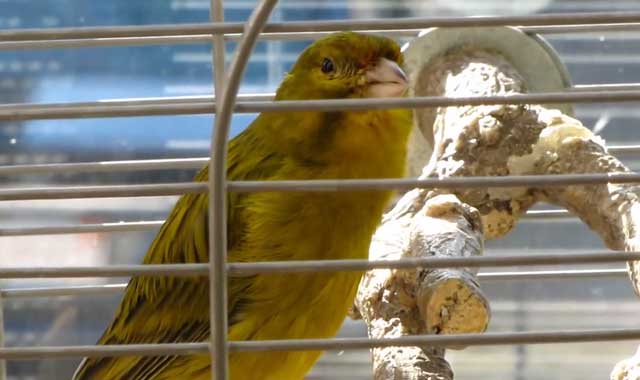 Пение канарейки: как выбрать птицу и обучить её