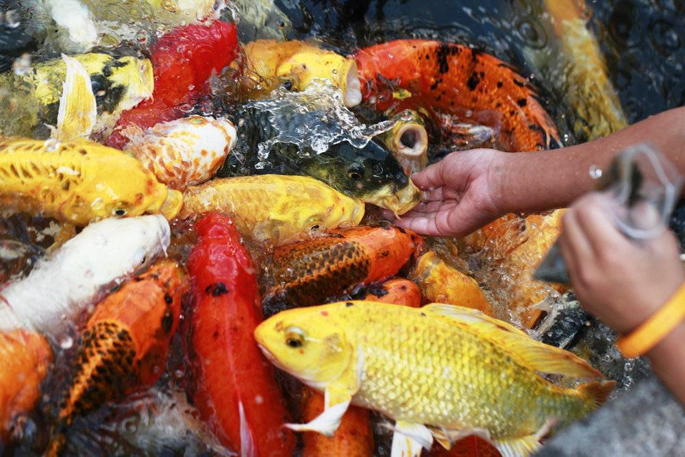 Как кормить рыбок: все о правильном питании и правилах кормления аквариумных рыб