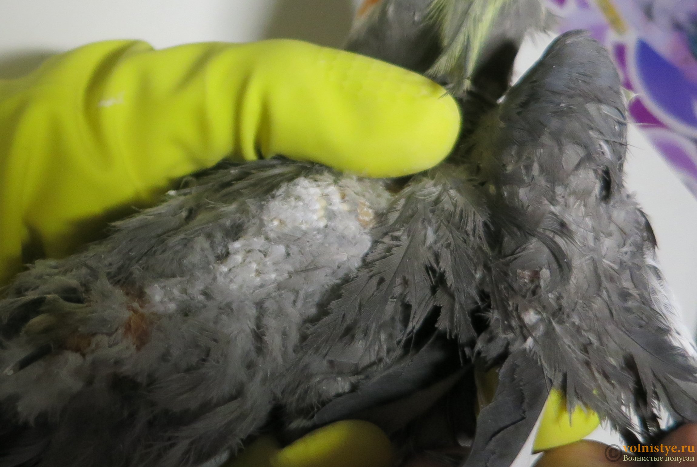 Все про линьку у волнистых попугаев: когда, почему и что с этим делать