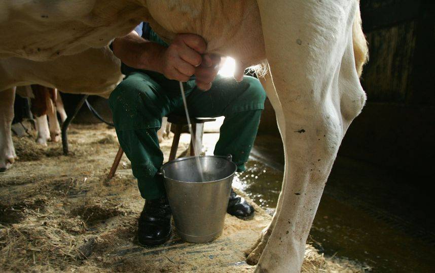 Сколько молока дает корова в день? породы коров. от чего зависит удой молока у коровы