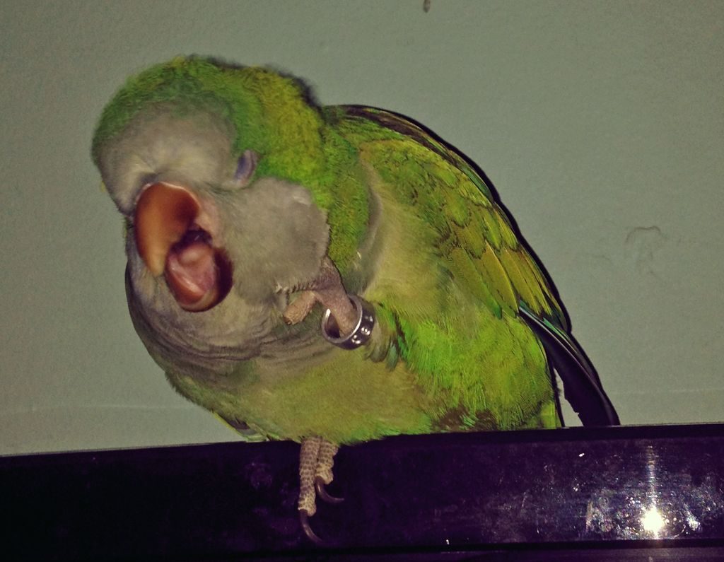 Почему попугай чешется и выщипывает перья — причины