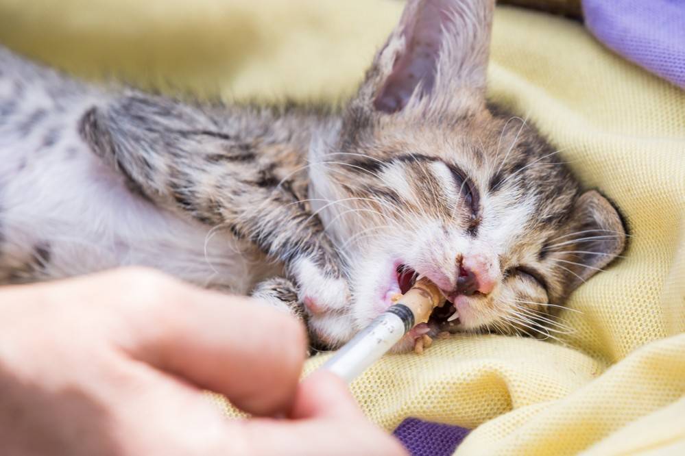 Болезни кошек: симптомы, лечение заболеваний. ценные знания для хозяев