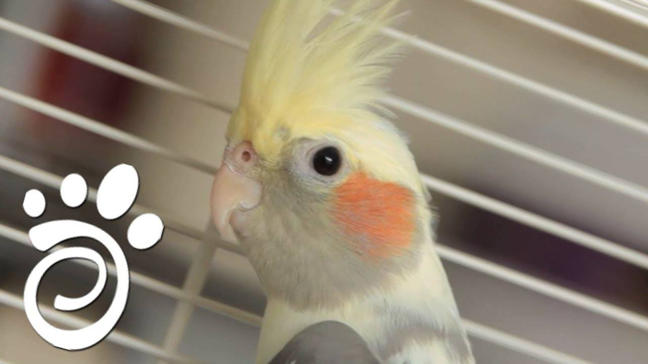 Пение и чириканье волнистых попугаев: слушаем и разбираемся