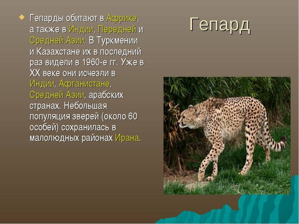 Леопард – фото, описание, ареал, рацион, враги, популяция