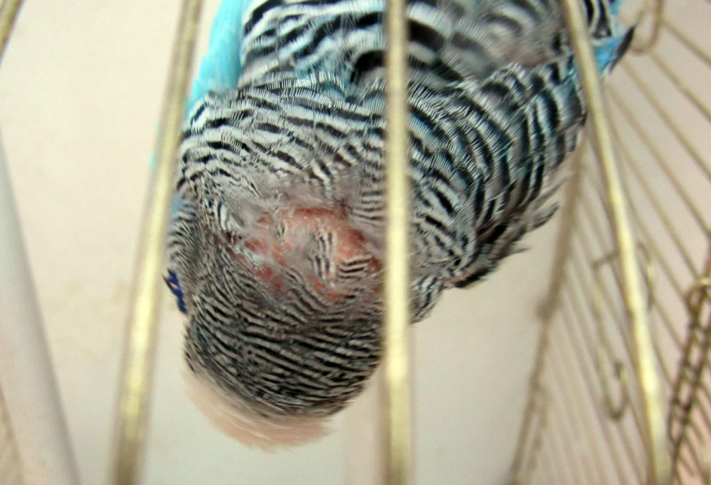 Почему у волнистого попугая выпадают перья