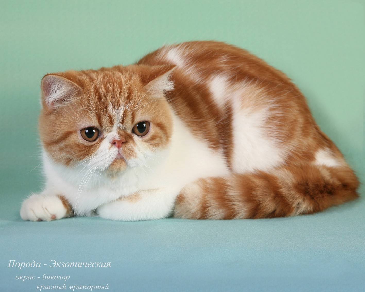 Экзотическая короткошерстная кошка: особенности породы экзота