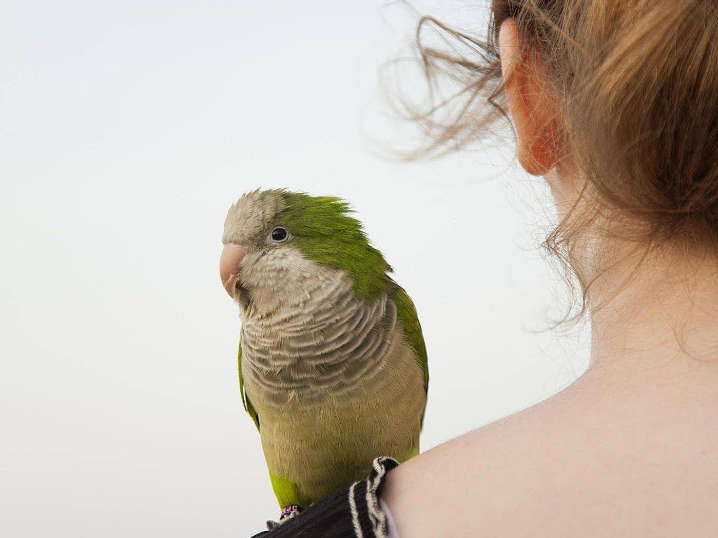 Аллергия на попугаев у детей и взрослых, лечение