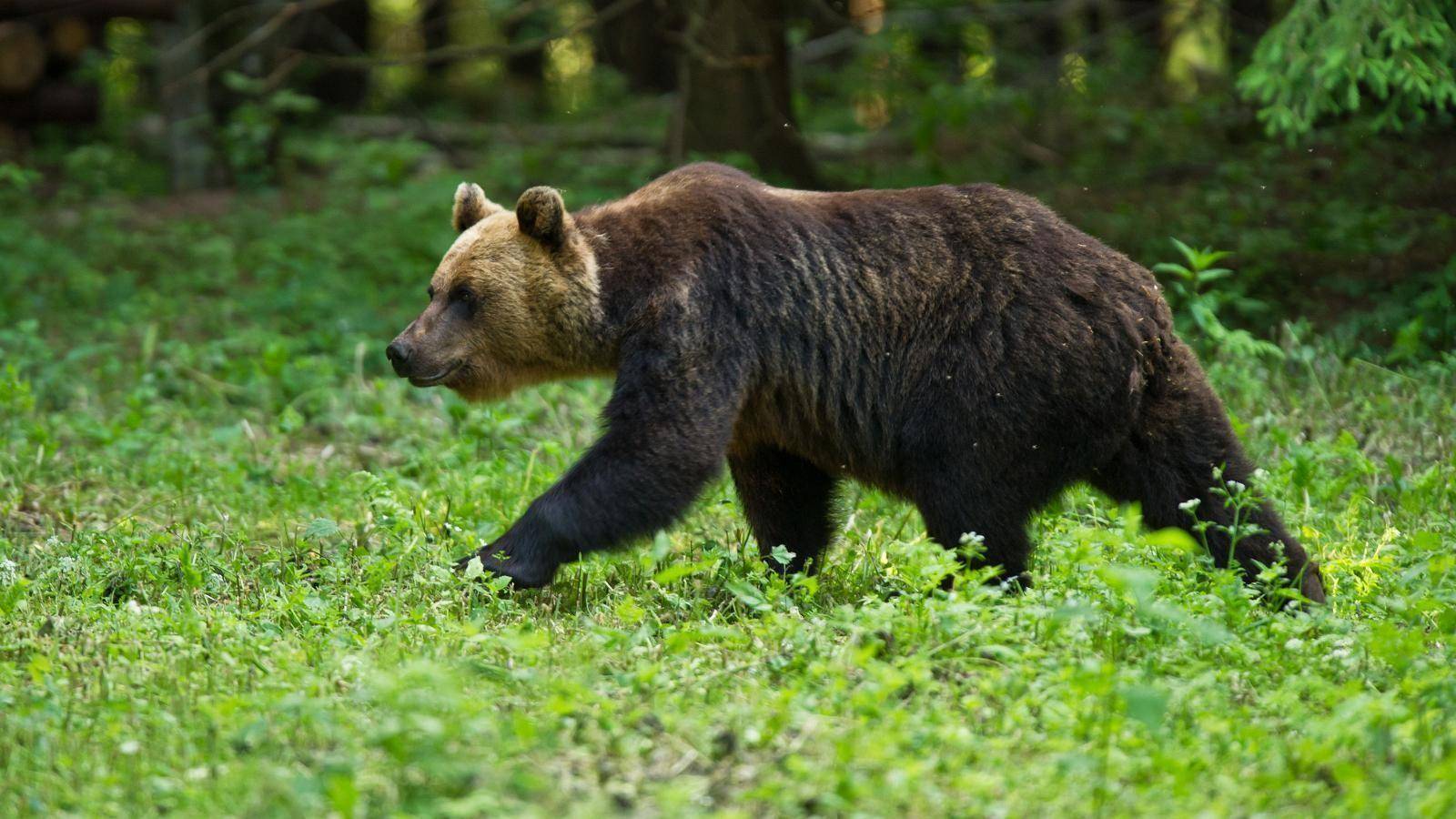 Гималайский медведь – фото, описание, ареал, рацион, враги, популяция
