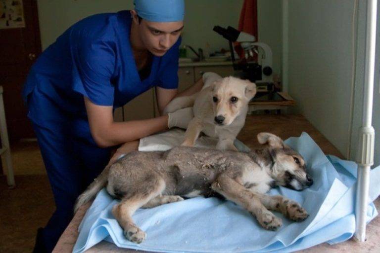 Статьи и акции ветеринарной клиники «dr.vetson»: опасен ли коронавирус человека (covid-19) для собак и кошек?