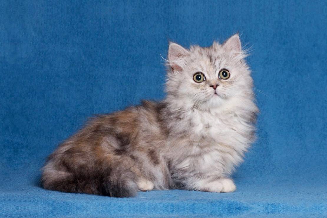 Кошка породы наполеон: описание породы, характер, фото и видео