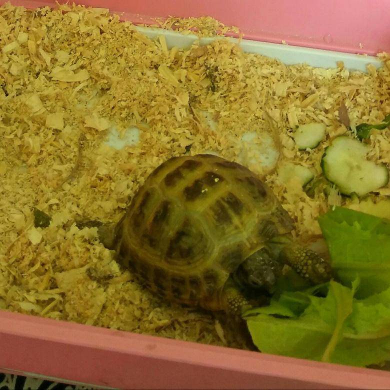 Как ухаживать за черепахой в домашних условиях: уход, правильное содержание, что нужно дома, чем кормить, вода, фото