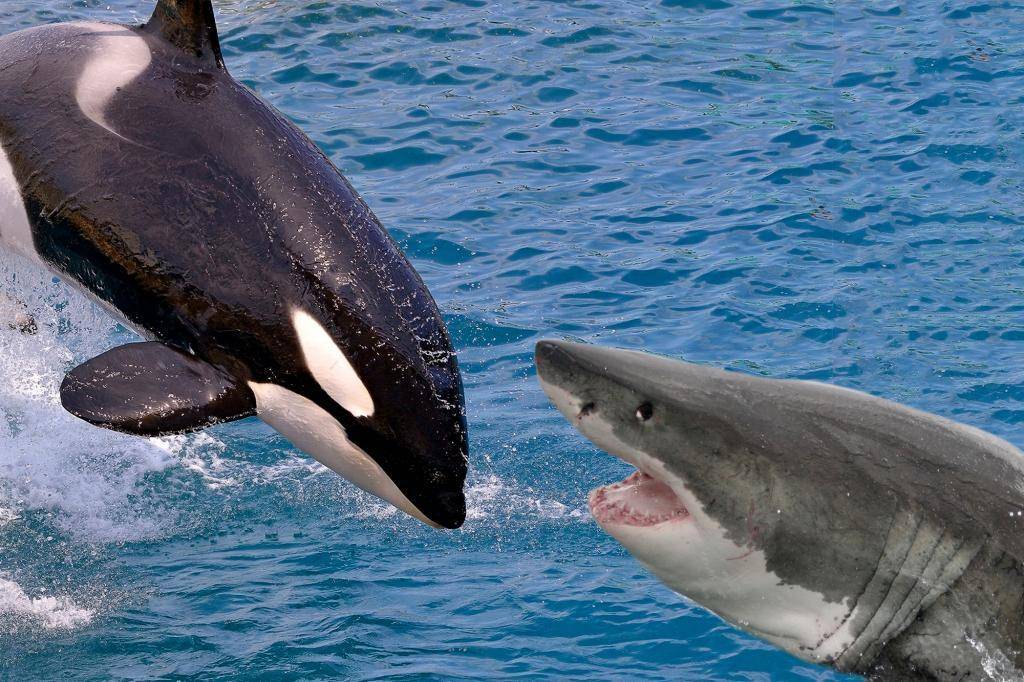 ???? кто умнее, дельфин или косатка: рассказываем подробно про смышленого водного млекопитающего