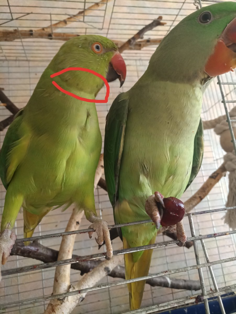 Ожереловый попугай. описание, особенности, виды, уход и содержание птицы