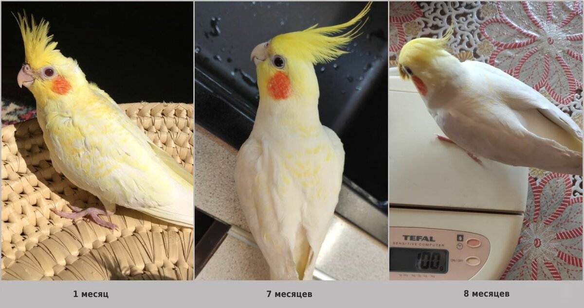 Как определить пол попугая корелла, отличить самца от самки, (фото)