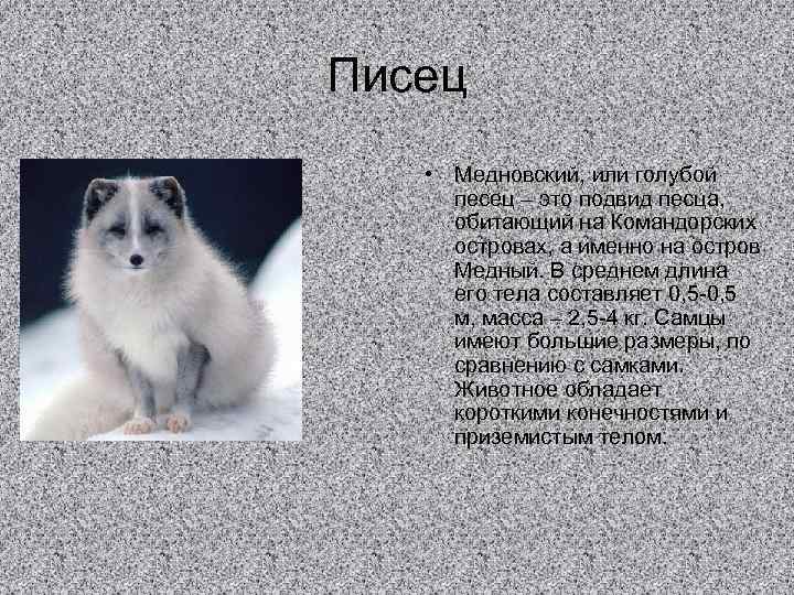 Животное песец описание и фото полярной лисицы