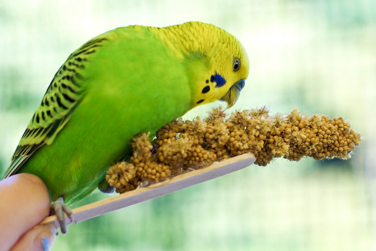 Как узнать возраст волнистого попугая: 8 способов