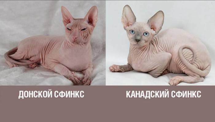 Донской сфинкс  фото кошки, история и описание породы, характер, уход, имя и вес