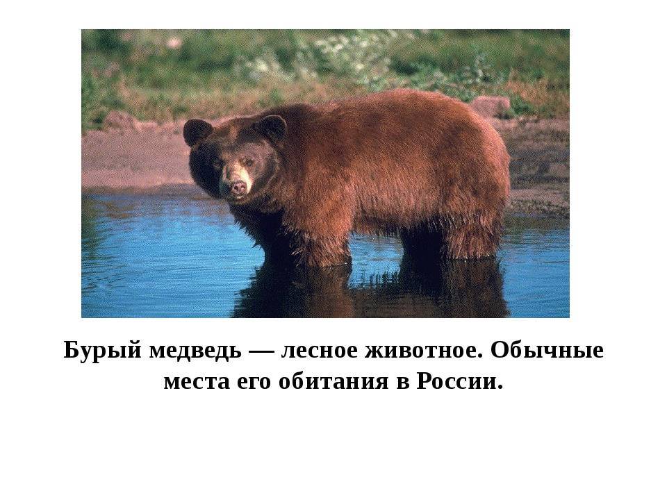 Очковый медведь – фото, описание, ареал, рацион, враги, популяция