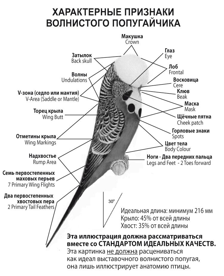 Определяем возраст волнистого попугая: действенные способы