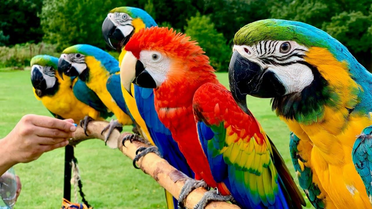 Сколько живут домашние попугаи | советы от питомца