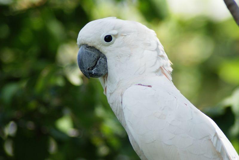 Какой попугай считается самым большим в мире? топ-10 наиболее крупных птиц с фото