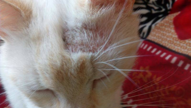 Лишай у кошек: фото, признаки и лечение в домашних условиях - animallist.ru