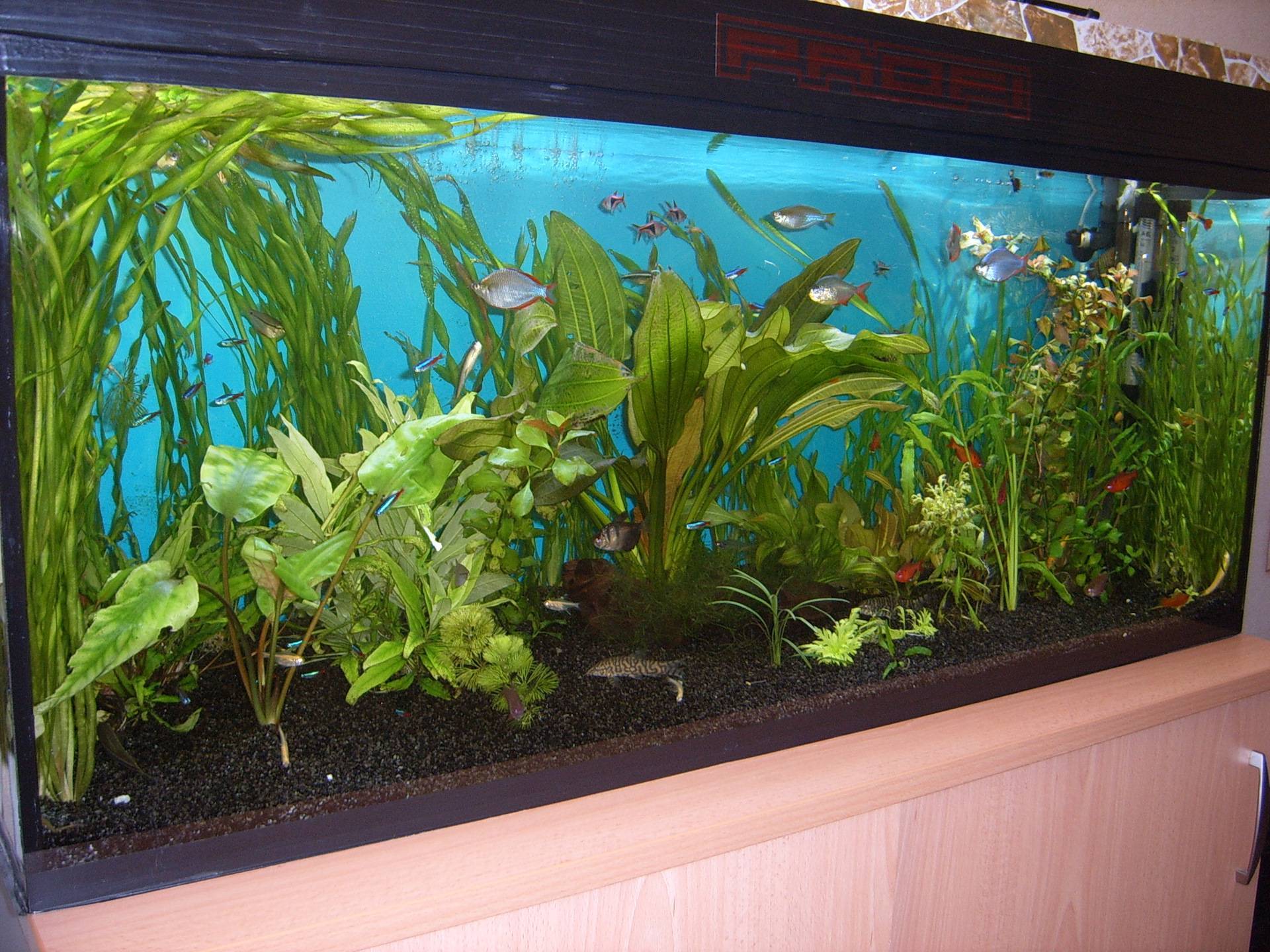 Труженики аквариумной среды: лучшие чистильщики для домашнего содержания