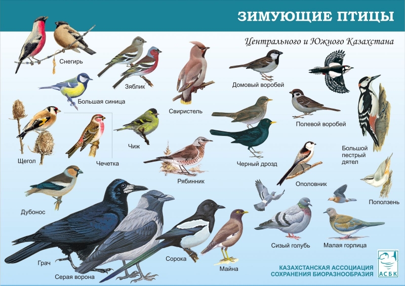 Зимующие птицы. названия, описания и особенности зимующих птиц | живность.ру