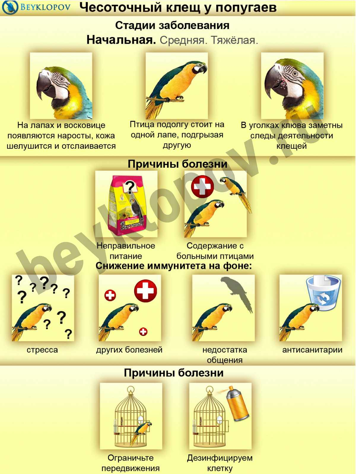 Клещи у попугая: виды, симптомы лечение и последствия
