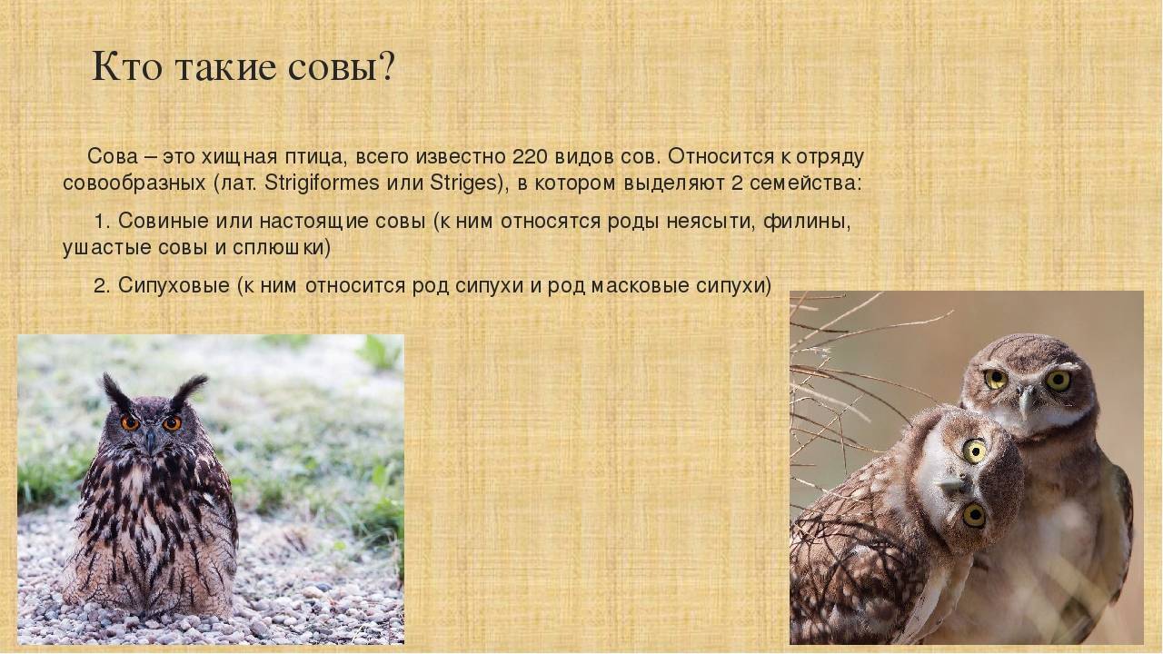 Виды сов, описание, особенности, названия и фото птиц | живность.ру