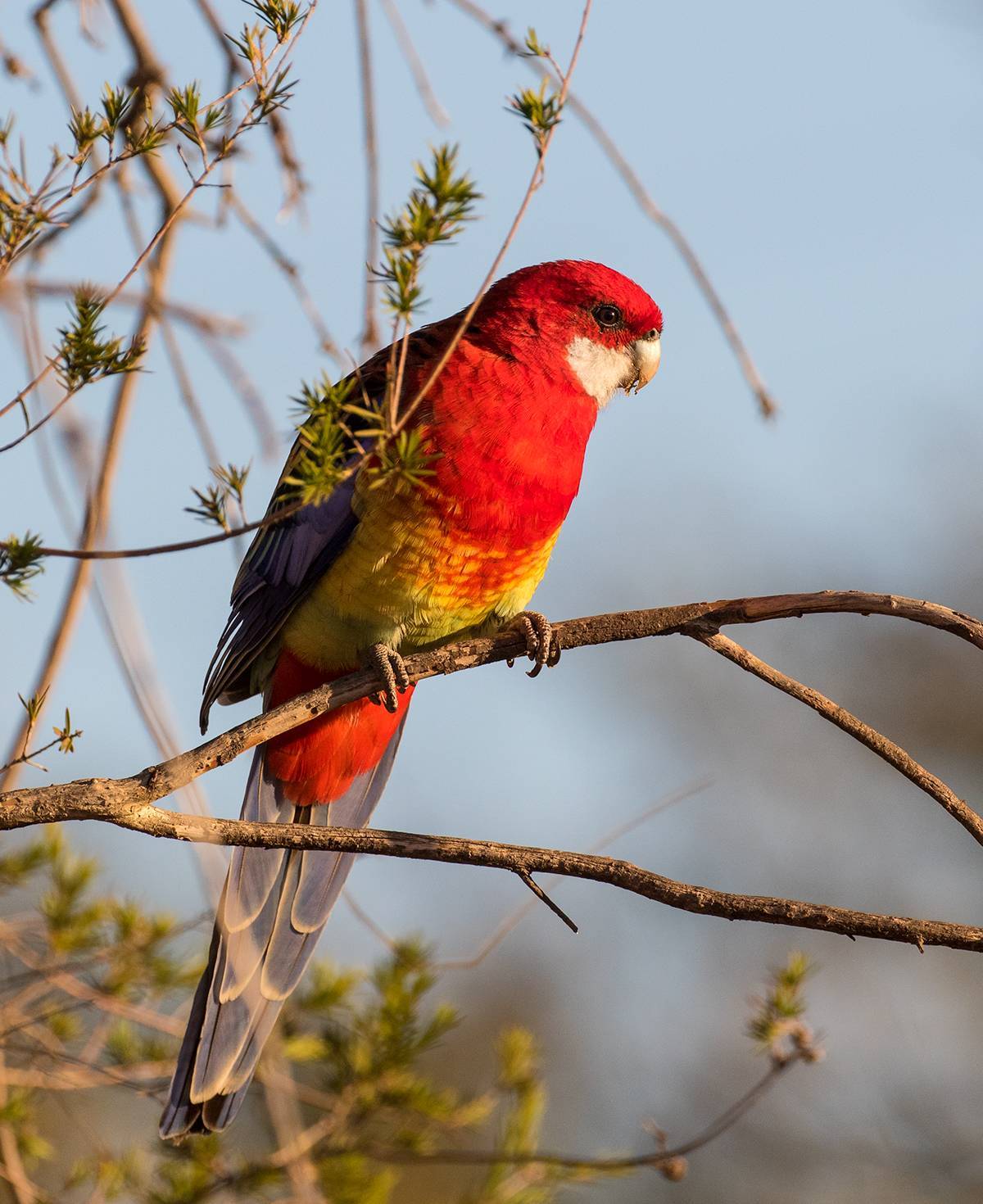 Разновидности попугая розелла, содержание его в домашних условиях, красные и пестрые розеллы