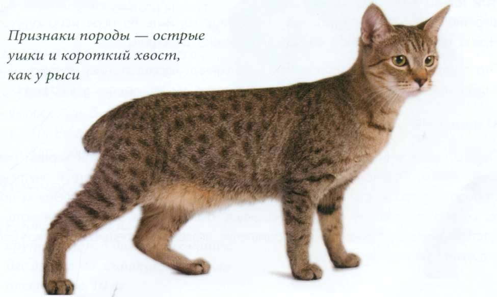 Пиксибоб: фото и описание породы кошек (характер, уход и кормление)