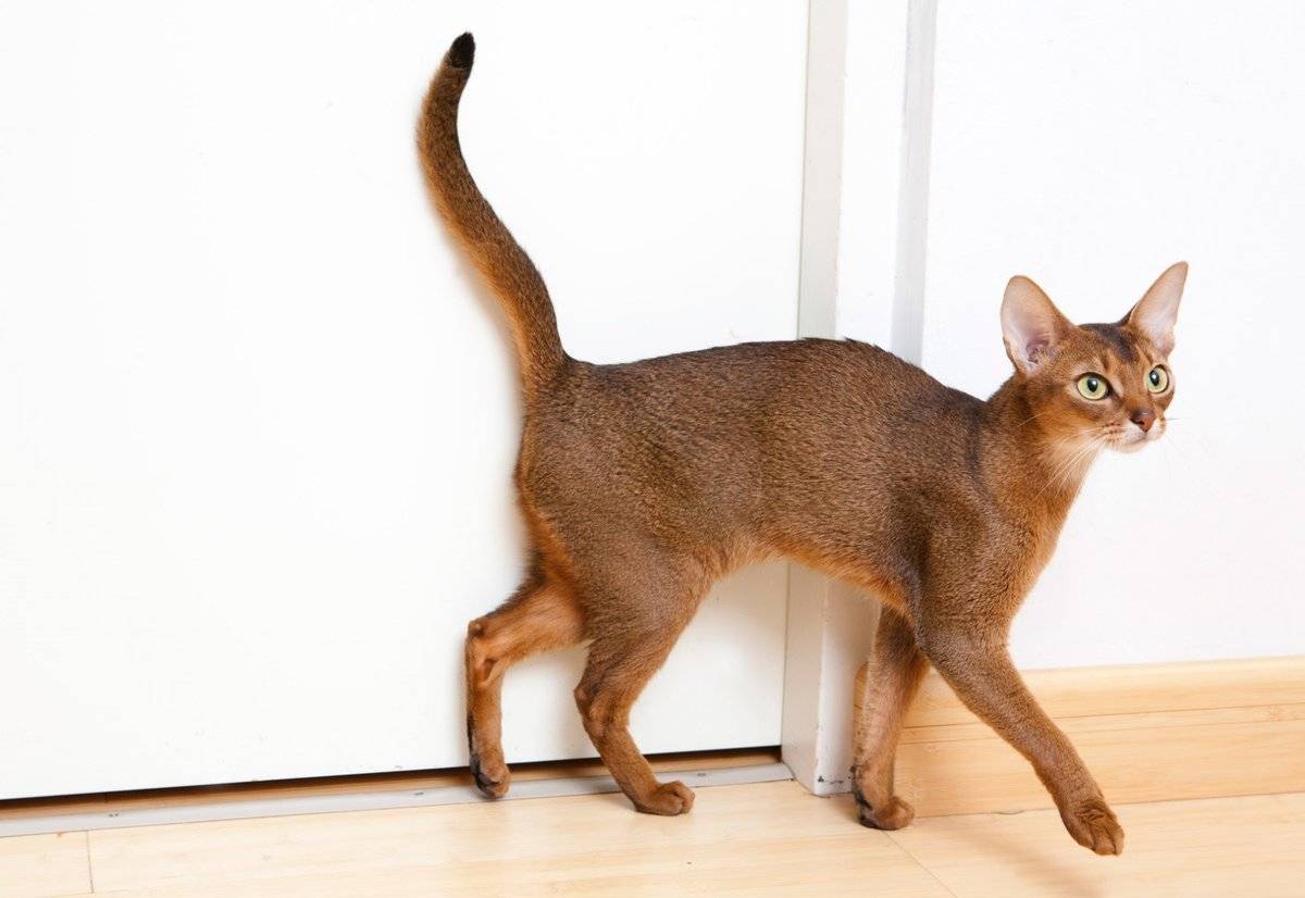 Абиссинская кошка — фото внешнего вида и обзор всех особенностей содержания, правила кормления и советы по уходу здесь!