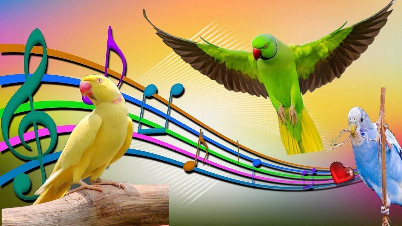 Пение волнистых попугаев и другие звуки, которые издают эти птички