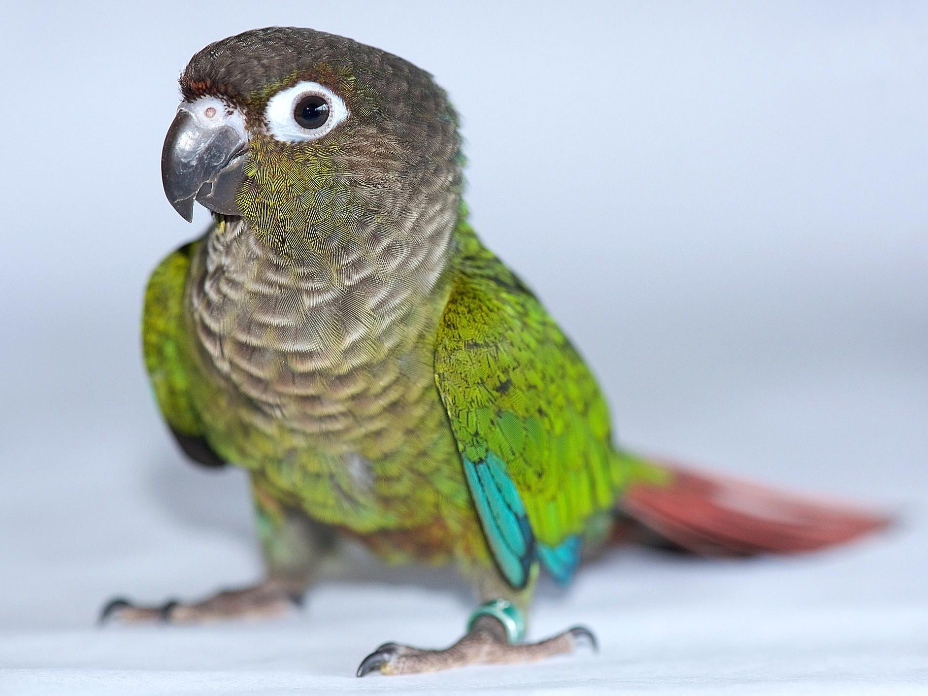 Травяной попугай: глянцевый и лазурный попугайчик - уход и содержание
