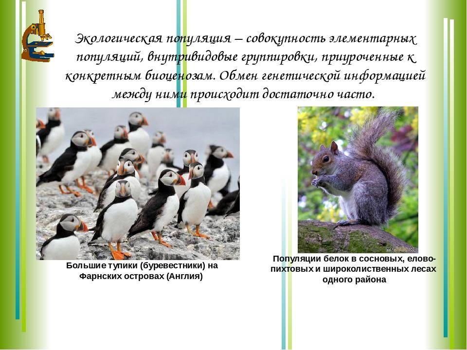 Буревестник птица. описание, особенности, виды, образ жизни и среда обитания буревестника