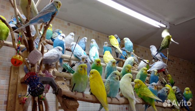 Разведение волнистых попугаев на продажу