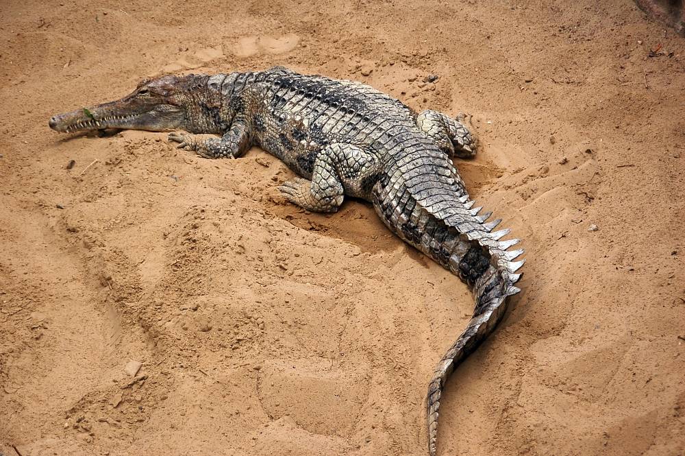 Крокодилы: описание животного, сколько живут, среда обитания