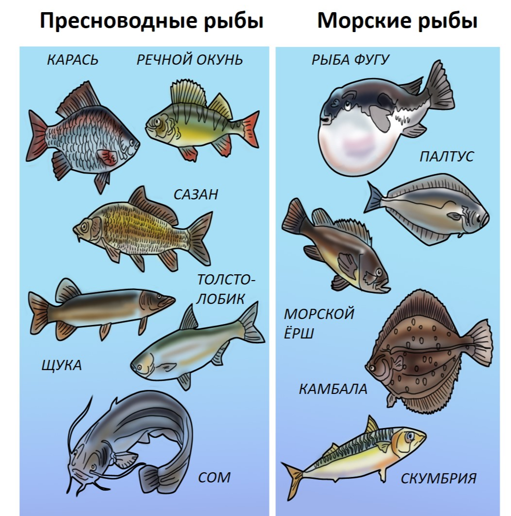 Размножение и развитие рыб - биология - я биолог